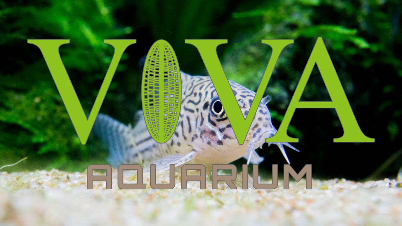 ビバアクア！熱帯魚を飼ってみよう